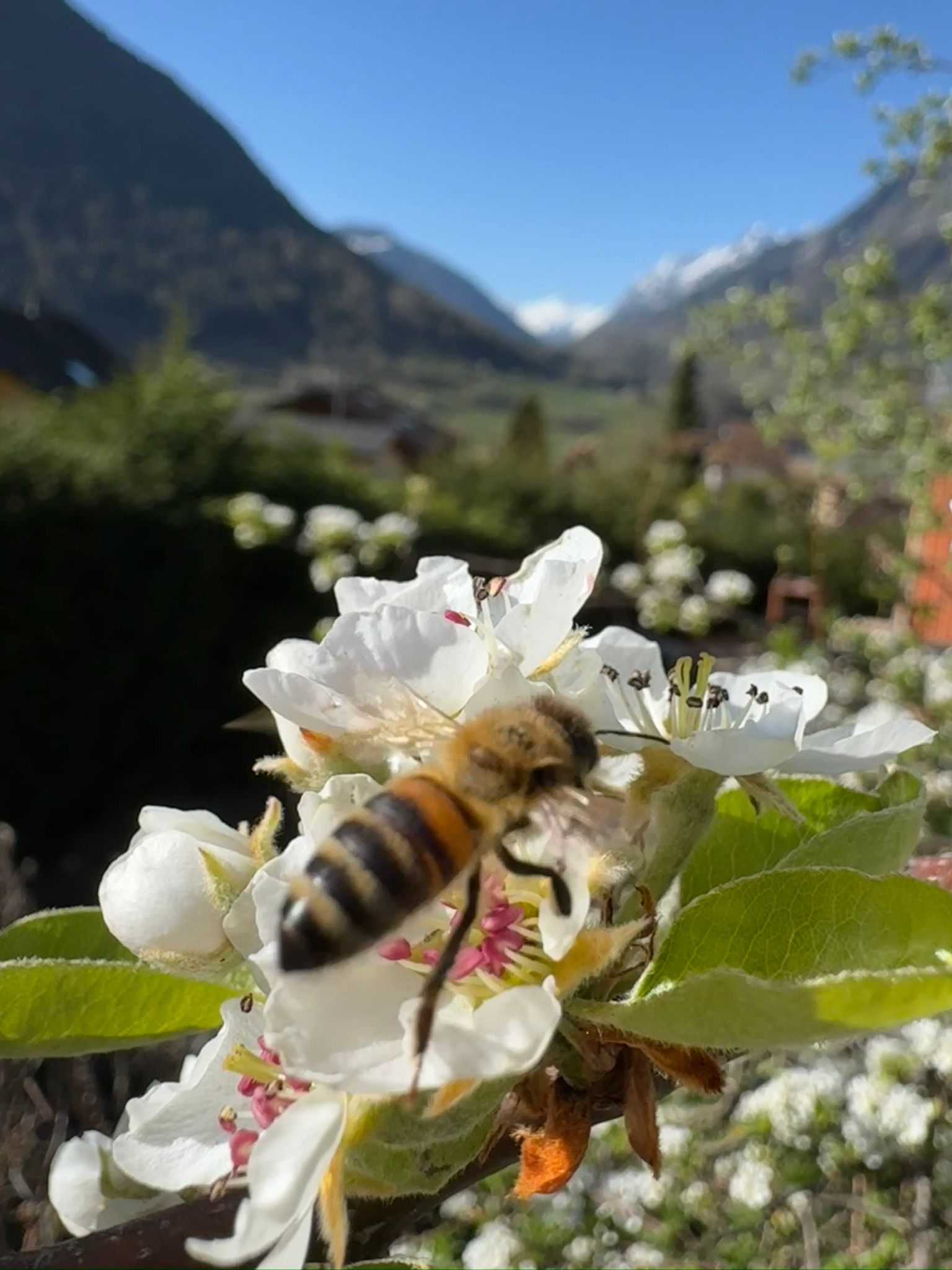 Abeilles de Stève léger